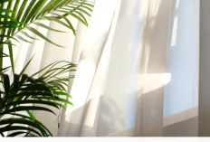 Tanaman Hias yang Tidak Boleh Terkena Sinar Matahari Langsung