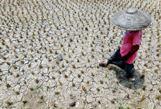 DPR Minta Pemerintah Gerak Cepat Tangani Ancaman El Nino 2026