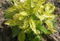 Cara Mencegah Serangan Virus Kuning pada Cabai Rawit 