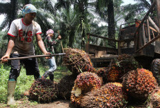 Kebijakan Ekspor Satu Pintu DSI Bikin Harga TBS Sawit Anjlok, Petani Sumut Resah