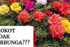 Kreatif! Cara Membuat Bonsai dari Bunga Krokot yang Mudah dan Cepat Berbunga
