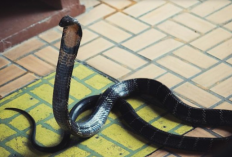 Kobra Masuk Rumah, Jangan Panik! Ini Langkah Aman Menghadapinya