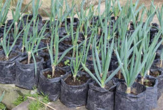 Cara Menanam Daun Bawang di Rumah, Hemat Biaya!