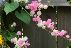 Desain Taman Bunga Pagar Rumah Anti-Mainstream yang Mengubah Tampilan Eksterior