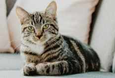  Jenis Kucing Kampung Langka di Indonesia: Lebih dari Sekadar Hewan Jalanan