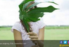 Luar Biasa! Ini Khasiat Minum Air Rebusan Daun Singkong Campur Jahe dan Madu bagi Tubuh