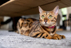 Panduan Lengkap Memilih Makanan Kucing Bengal: Nutrisi Tepat untuk Si Macan Kecil yang Aktif