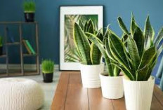 Jenis Tanaman Hias Hidroponik Populer dan Panduannya