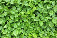 3 Manfaat Daun Keji Beling untuk Kesehatan Tubuh, Obat Herbal Alami 