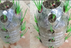Cara Menanam Bawang Merah dalam Botol Plastik Bekas