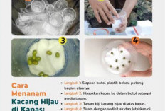 Cara Menanam Touge dari Kapas, Praktis Bisa Buat di Rumah