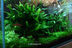 5 Rekomendasi Bakteri Starter Murah Terbaik untuk Akuarium dan Kolam Ikan