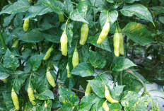 Cara Menanam Cabai Rawit Hijau di Polybag Anti Gagal