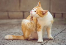 Mengenal Berbagai Jenis Kucing Kampung: Pesona Kucing Domestik Indonesia yang Tangguh
