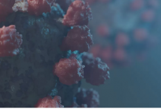 6 Negara Asia Tingkatkan Kewaspadaan Setelah Kasus Virus Nipah Muncul di India