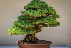 3 Tanaman Penghambat Rezeki di Rumah Menurut Fengsui