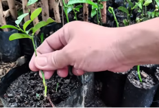 Cara Mudah Stek Pucuk Jeruk Purut agar Cepat Berakar untuk Pemula