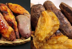 Ini Cara Menanam Ubi Cilembu yang Rasanya Manis dan Enak