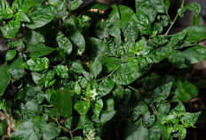 Daun Cabai Keriting dan Kering? Ini Penyebabnya