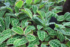4 Aneka Jenis Calathea Termurah hingga Termahal