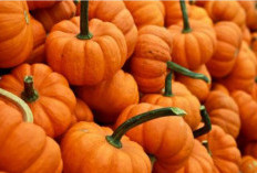 Cara Menanam Zucchini atau Labu Mini di Polybag