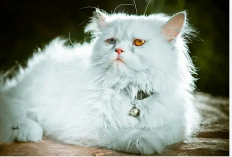 Mengenal Jenis Kucing di Indonesia: Dari Ras Asli Hingga Kucing Hutan yang Dilindungi