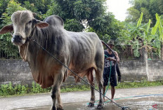 Sempat Gagal Dilirik Jokowi, Kini Sapi 'Mbah Iran' Milik Peternak Bantul Resmi Dipinang Presiden Prabowo