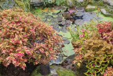 Tanaman Hias Gantung Jadi Solusi Mempercantik Rumah Tanpa Butuh Lahan Luas