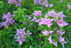 5 Tanaman Hias Merambat Berbunga Cantik untuk Mempercantik Pekarangan Rumah