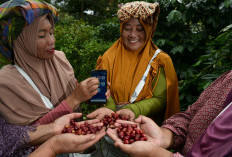 Dukung Ketahanan Pangan Nasional,BRI Salurkan KUR Rp65,95 Triliun, Jangkau 558 Ribu Petani & 23 Ribu Nelayan