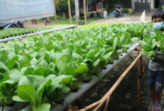 5 Rekomendasi Tanaman Hidroponik untuk Kebun Sayur Belakang Rumah