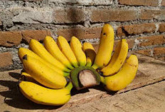 5 Menu Sarapan Terbaik untuk Menurunkan Berat Badan