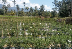Harga Cabai di Lebong Masih Mahal, Tembus Rp 80 Ribu per Kilo