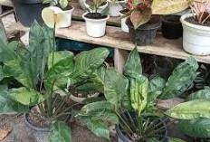 6 Jenis Pupuk Tanaman yang Wajib Diketahui agar Tanaman Tumbuh Subur dan Berbuah Lebat