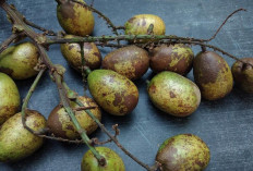 Tak Hanya Manis, Buah Matoa Punya 7 Manfaat Luar Biasa untuk Kesehatan