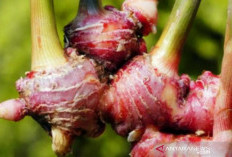 3 Herbal Alami Peningkat Stamina dan Gairah untuk Hubungan Suami Istri yang Harmonis