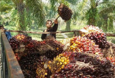 Aturan Baru Ekspor Sawit Tak Jelas, Popsi: Buah Sawit Petani Membusuk di Kebun