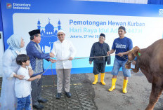 Semangat Berbagi Idul Adha 1447 H, BRI Group Distribusikan lebih dari 5000 Hewan Kurban di Berbagai Daerah
