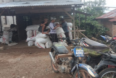 Dilema Petani Kopi Lebong, Harga Biji Kopi Masih Bertahan Rp 48 Ribu Per Kg