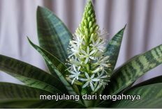 Misteri Lidah Mertua Berbunga: Penjelasan Ilmiah, Filosofi Feng Shui, dan Makna Tradisional