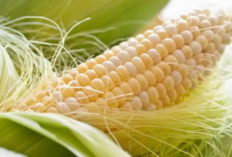 Jangan Dibuang! Ini 7 Manfaat Rebusan Rambut Jagung untuk Kesehatan Tubuh
