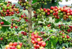 Polres Lebong Imbau Warga Jaga Kebun Kopi, Waspada Pencurian saat Panen Raya