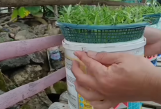 Cara Menanam Kangkung Hidroponik di Ember dengan Media Arang Sekam