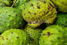 Punya Keluhan Ambeien dan Darah Tinggi? Coba Atasi Secara Alami dengan Ramuan Daun Ini