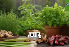 Cara Memulai Usaha Tanaman Herbal dari Nol untuk Pemula