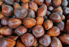 Kaya Nutrisi, Ini 7 Manfaat Buah Salak untuk Kesehatan yang Jarang Diketahui