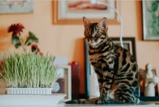 Fantastis! Mengintip Harga Kucing Bengal di Indonesia, Ada yang Seharga Rumah Mewah