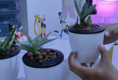 Manfaat Menanam Tanaman Hias Lidah Mertua di Dalam Rumah