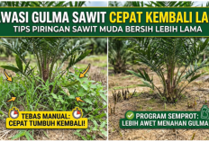 Strategi Tekan Biaya TBM: Mengapa Glifosat Lebih Menguntungkan daripada Penyiangan Manual