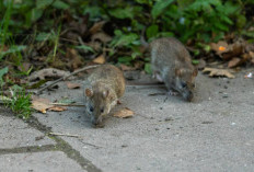 10 Tanaman Pengusir Tikus Paling Efektif untuk Mengamankan Rumah Anda